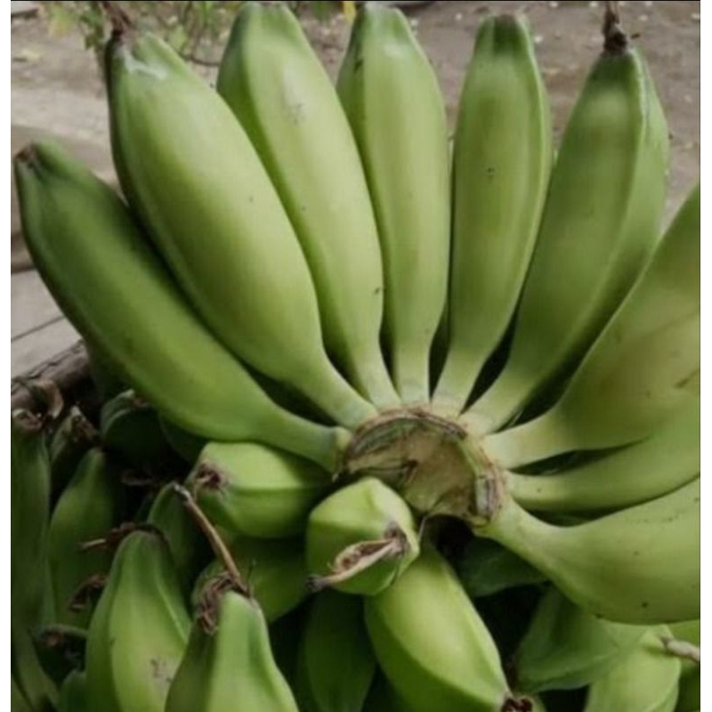 

Pisang klutuk muda atau mentah segar 1 sisir