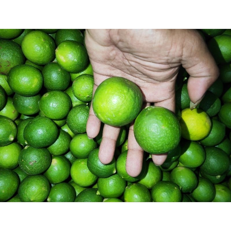

jeruk nipis 1kg jeruk nipis murah jeruk nipis jeruk soto jeruk bumbu