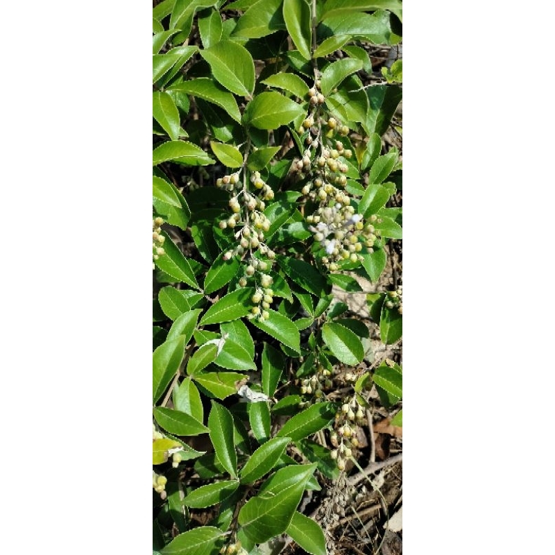 BIBIT GANDASARI LEGUNDI PAKET 30 BATANG