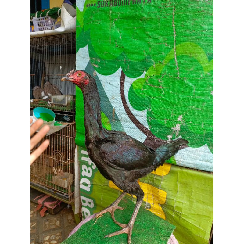 Ayam betina trah mangon biang mangon anakan materi ternak ayam berkualitas bagus