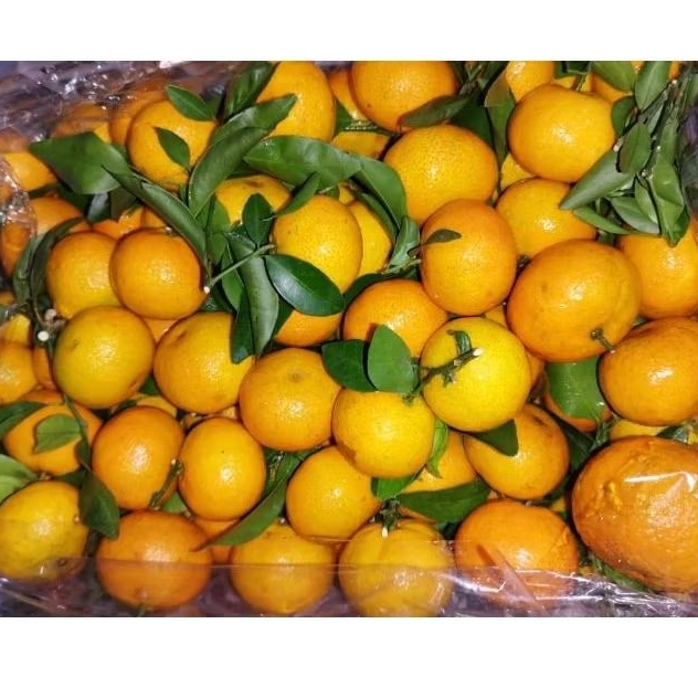 

Buah Jeruk Tangerine Daun Curah Jual Per 1 BOK Krat