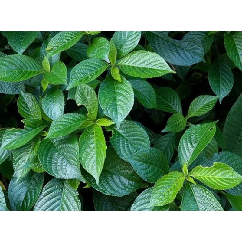 

Herbal daun pecah beling daun keji beling segar 1 kg
