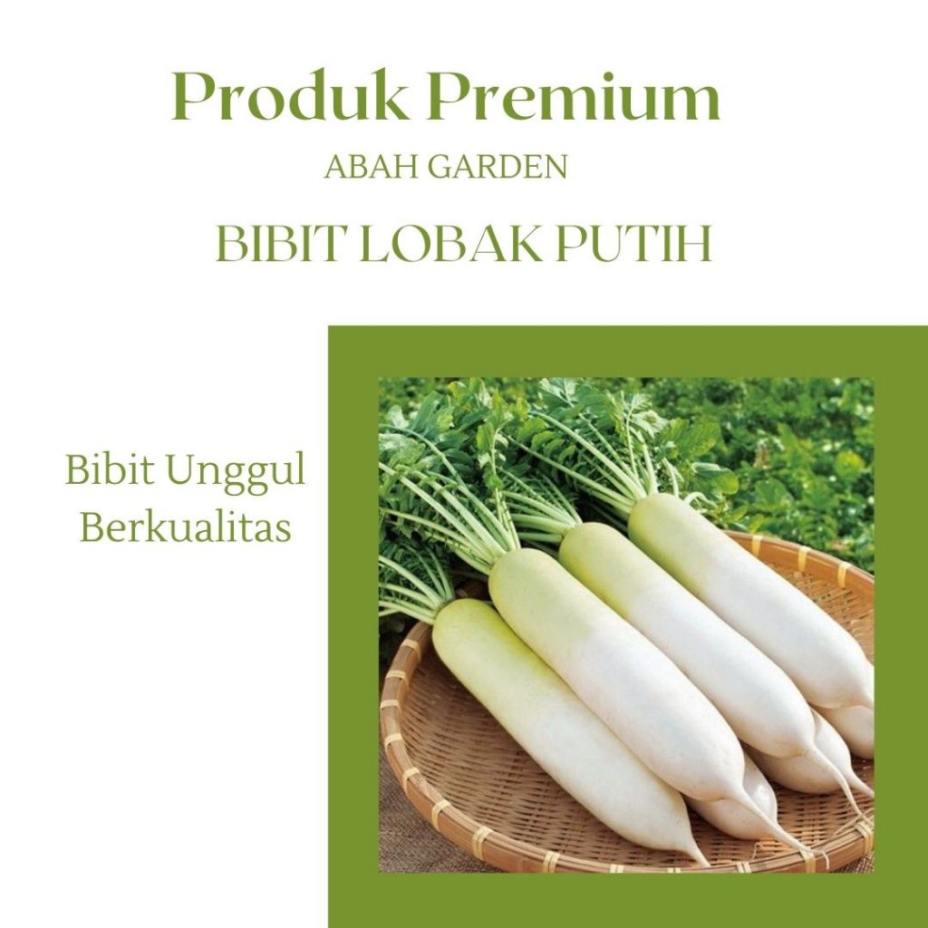 Benih Lobak Putih Bibit Lobak Putih Wortel Putih Bibit Unggul