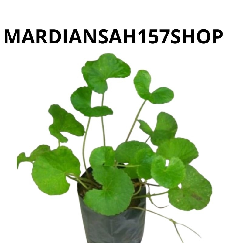 BIBIT PEGAGAN BIBIT TANAMAN PAGAGAN BIBIT TANAMAN DAUN PEGAGAN/ANTANAN