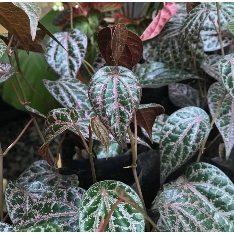 

DAUN SIRIH MERAH SEGAR 100gr kurang lebih 30 lembar baru petik