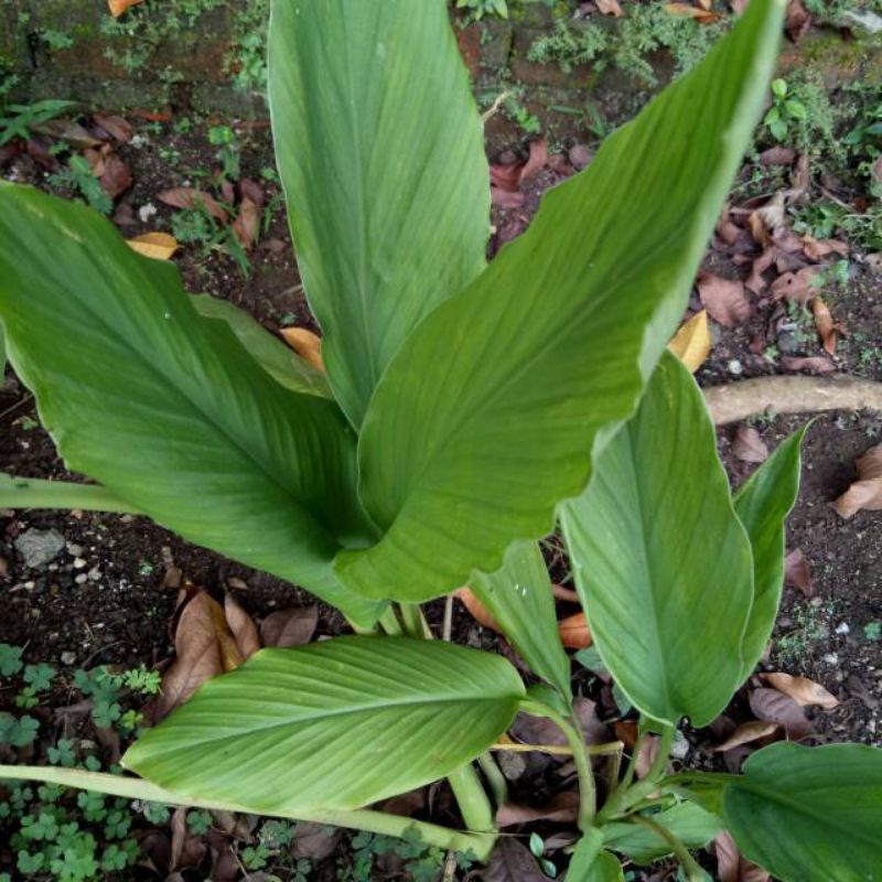 

daun kunyit segar 1000gram(1kilogram)