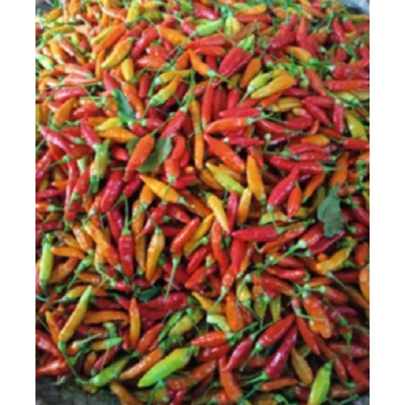 

Termurah Cabai / Lombok Rawit Super metik dadakan 1kg