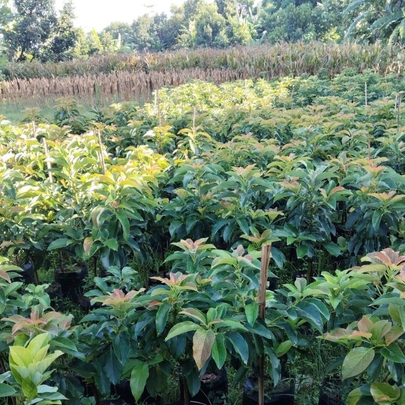 

ALPUKAT ALIGATOR BATANG SUPER HARGA MURAH GENJAH