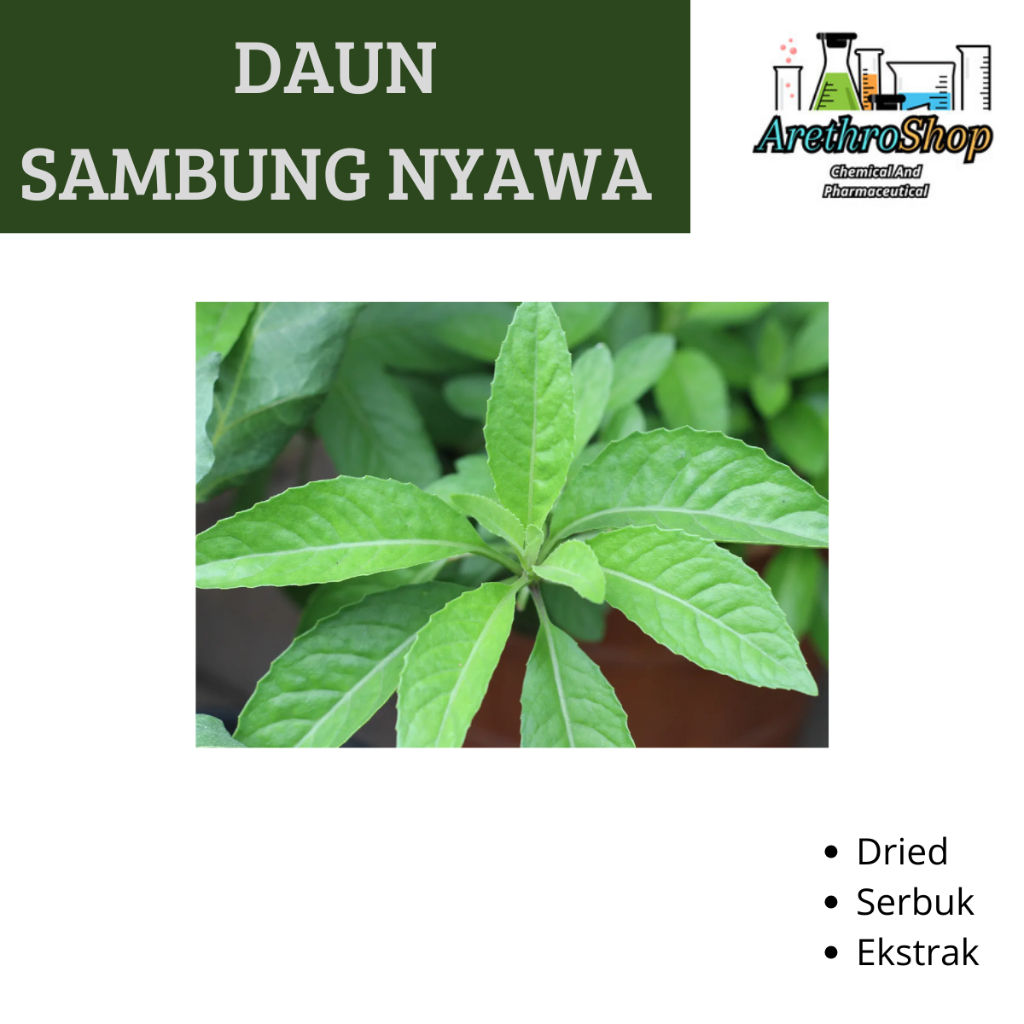 

SERBUK DAN DRIED DAUN SAMBUNG NYAWA BEST PRODUCT
