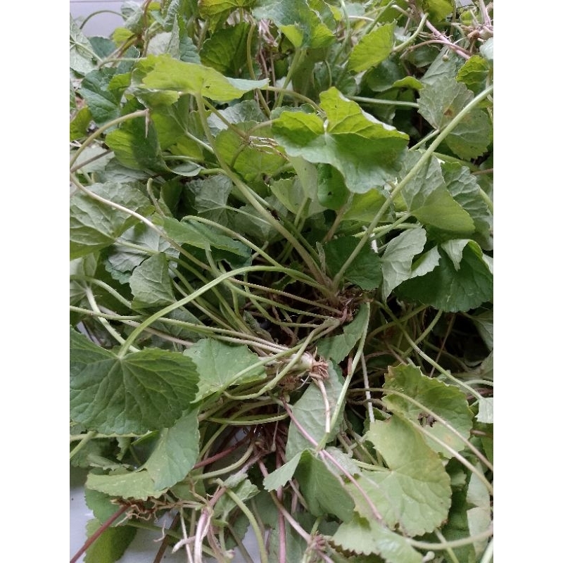 

promo 100g daun pegagan, beli 300g ambil 400g