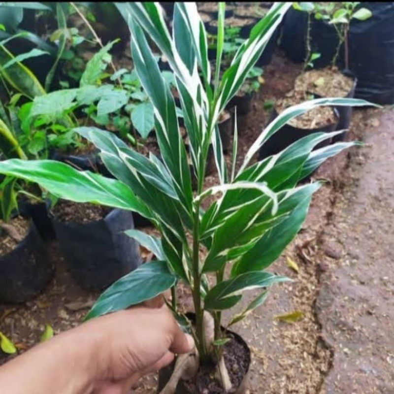 Tanaman Kecombrang Varigata - Honje Varigata