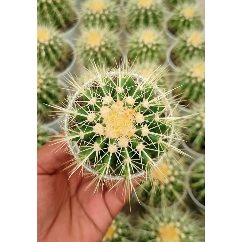 Kaktus Golden Barrel