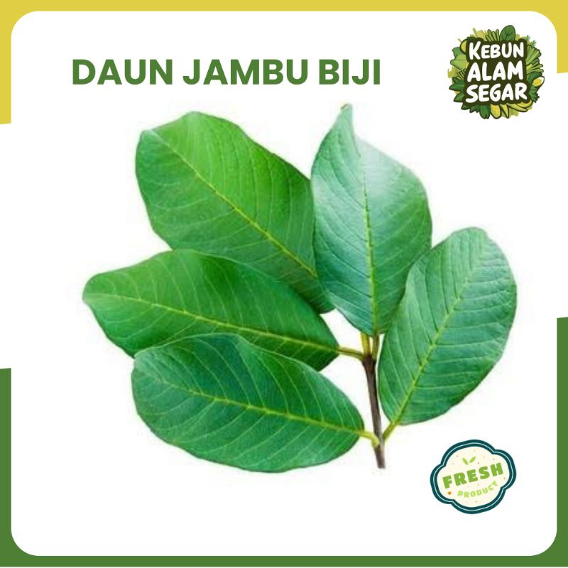 

DAUN JAMBU BIJI SEGAR 250 GRAM langsung petik