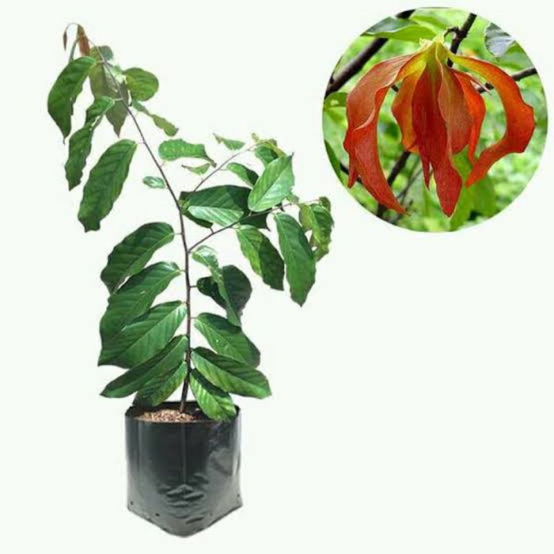 Bibit Tanaman Hias Bunga Kenanga Merah / Cananga Odorata Merah