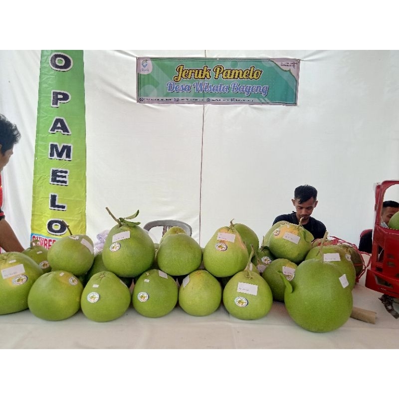 

Jeruk Pamelo Bageng ukuran 1Kg -1,5kg