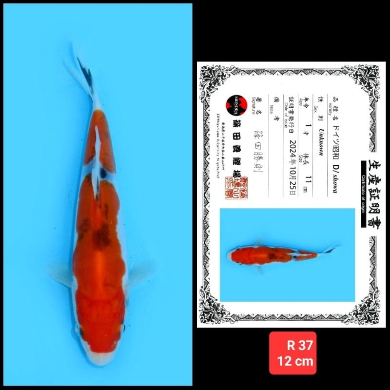 ikan koi import doitsu kohaku sanke showa kode 05 dari 06