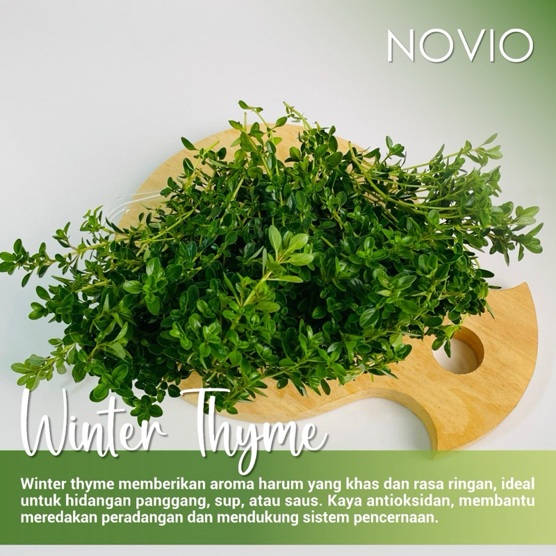 

Tanaman Winter Thyme Fresh / Thyme Jerman