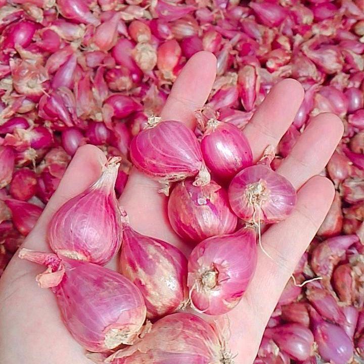 

Bawang Merah Premium – Kualitas Terbaik - Bumbu Dapur