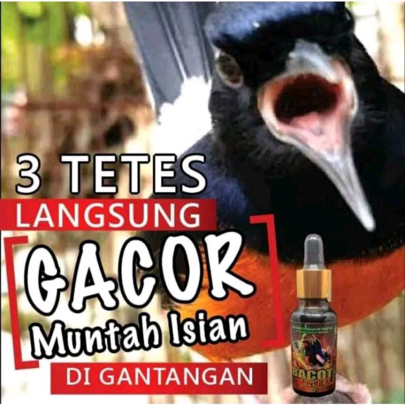 BACOT FIGHTER FORMULA KHUSUS BURUNG LOMBA bacot figter