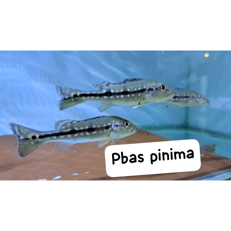 ikan pbass pinima ukuran 10-12