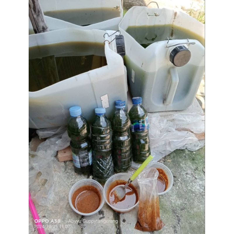 stater chlorella/air hijau