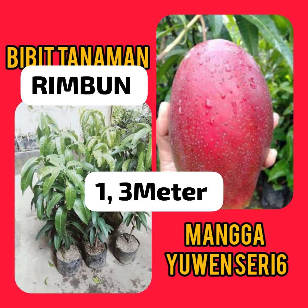 Bibit Mangga Yuwen seri 6 . Tinggi 1.3 Meter Rimbun ( Pakai Kurir Cargo )