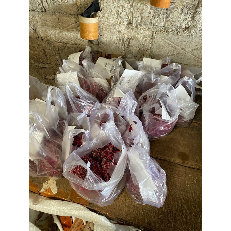 

KEBUN.MUKLIS - Buah Parijoto Siap Konsumsi Murah 100 Gram