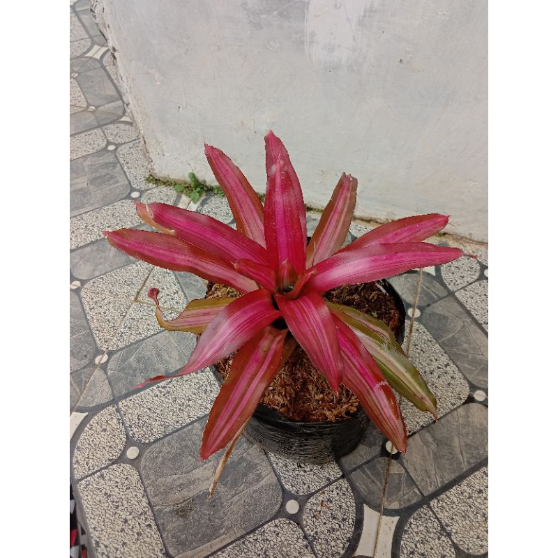 Bromelia tricolor