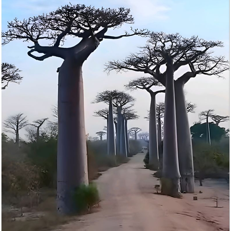 Bibit Pohon Baobab tinggi 80-100cm