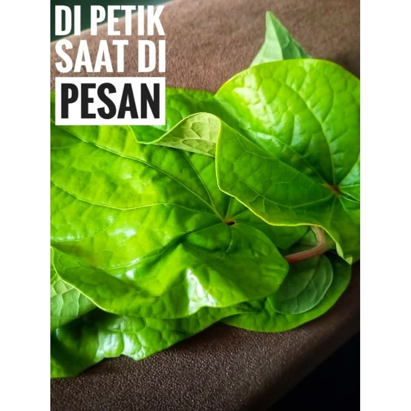 

Daun Sirih Putih / Tanaman herbal 5 Ribu/pack
