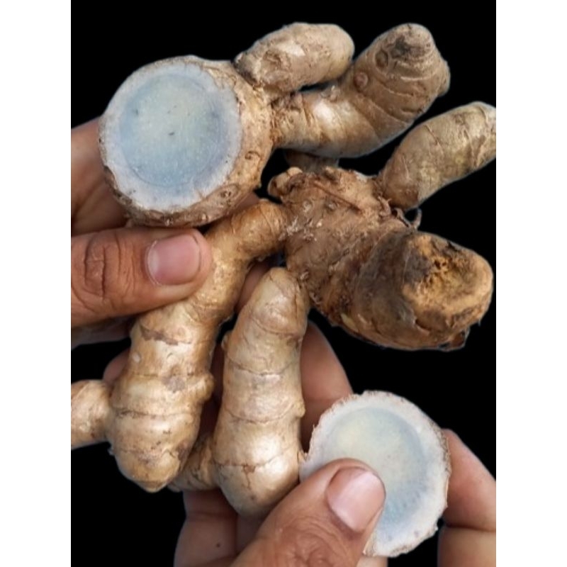 

TEMU IRENG /TEMU HITAM SEGAR 1KG