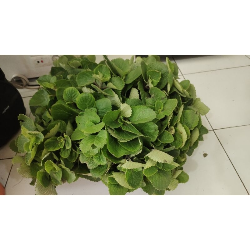 

sayur bangun bangun daun saja