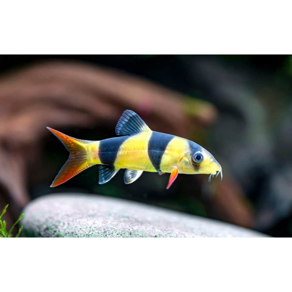 Ikan Hias Air Tawar Botia Badut