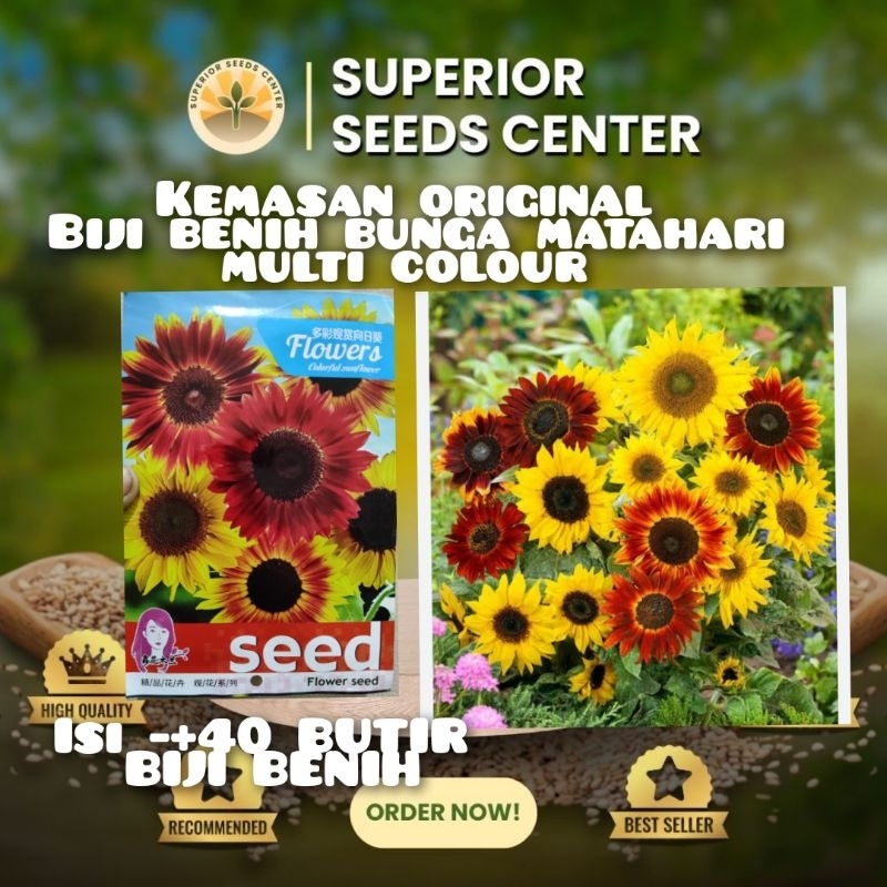 KEMASAN ORIGINAL BIJI BENIH BUNGA MATAHARI MULTI COLOUR IMPOR