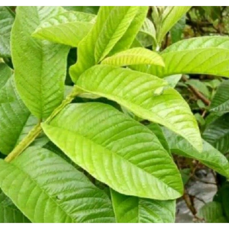 

DAUN JAMBU BIJI FRESH 100 LEMBAR OBAT HERBAL