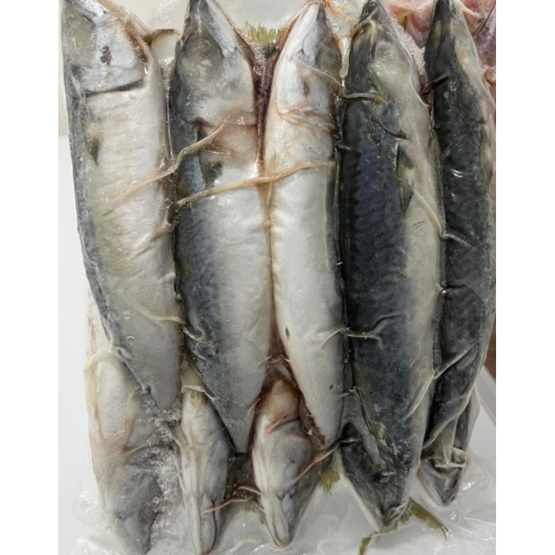 

Ikan Salem 1kg