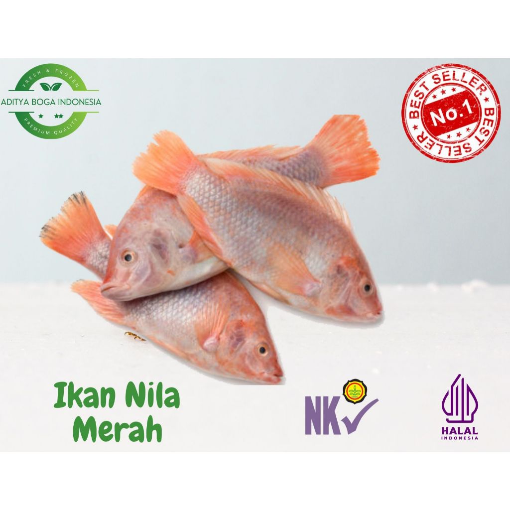 

Ikan Nila Merah Fresh (Sudah keadan bersih) berat ikan ditimbang hidup 950gr - 1kg