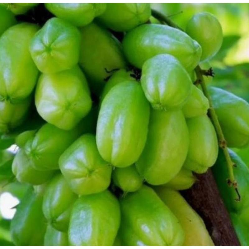 

belimbing wuluh fresh 500 gr