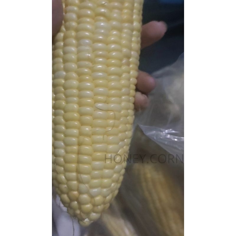

JAGUNG MADU KUPAS 1KG - COCOK UNTUK JAGUNG BAKAR