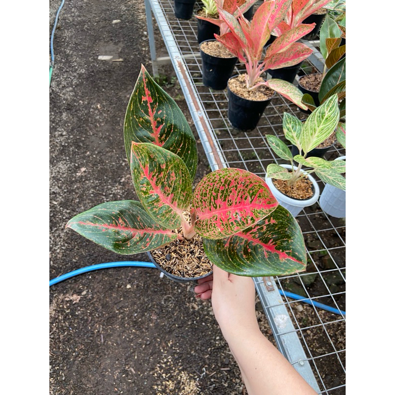 Aglaonema Adelia