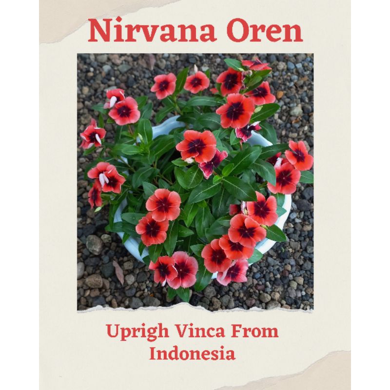 Vinca Nirvana Oren