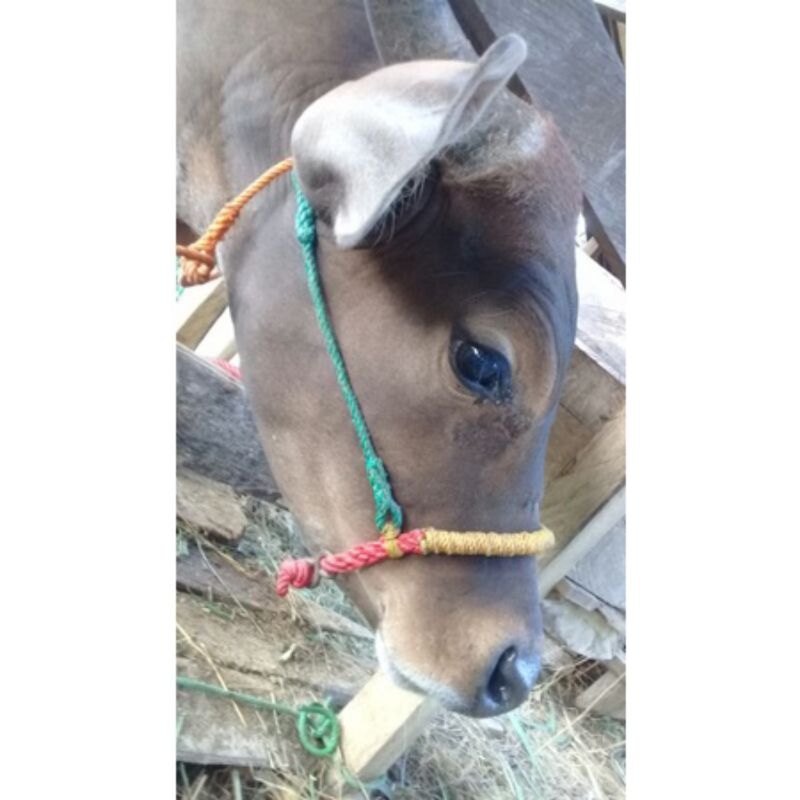 TEBANG SAPI/HELTER SAPI BALI BAGIAN KEPALA BERKUALITAS