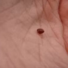 Upil tetangga/upil hewan/upil serangga/upil mantan/upil pelakor