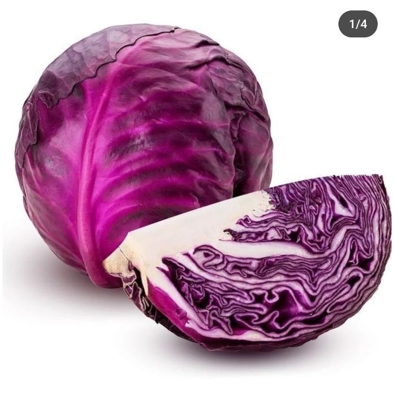 

KOL UNGU SEGAR BESAR