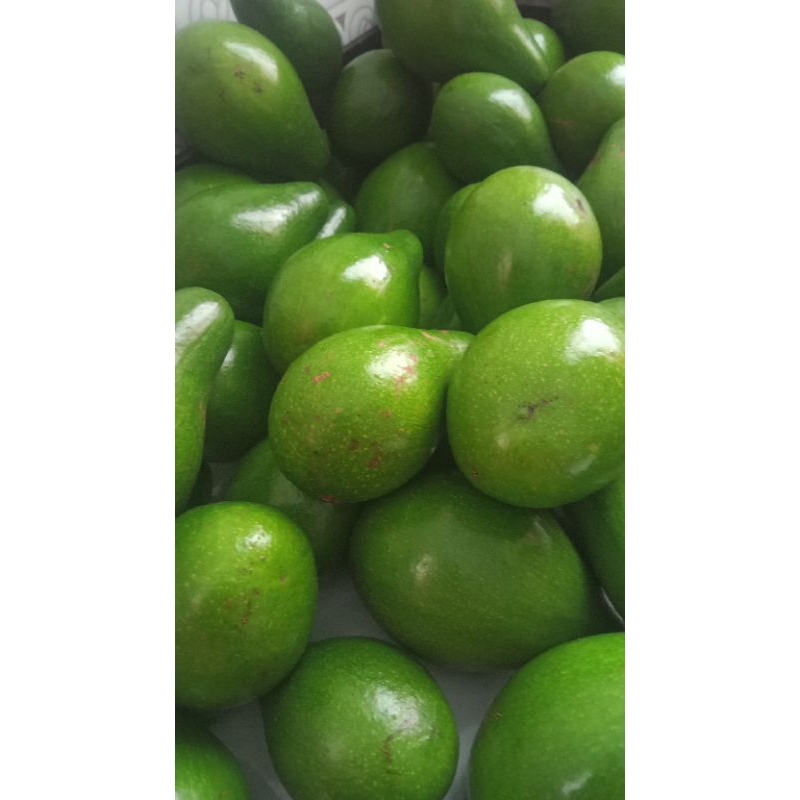 

Alpukat Mentega 1 KG