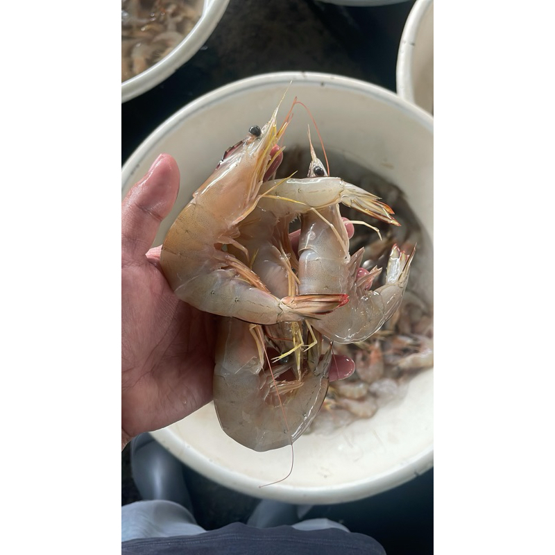 

UdangJerebungSegar1kg