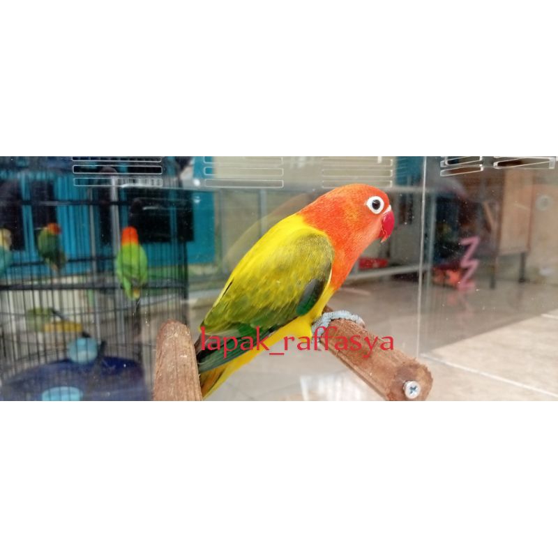 burung lovebird biola euwing gold lepas paut