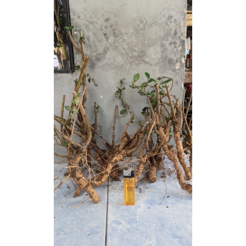 bahan bonsai mini serut harga terjangkau