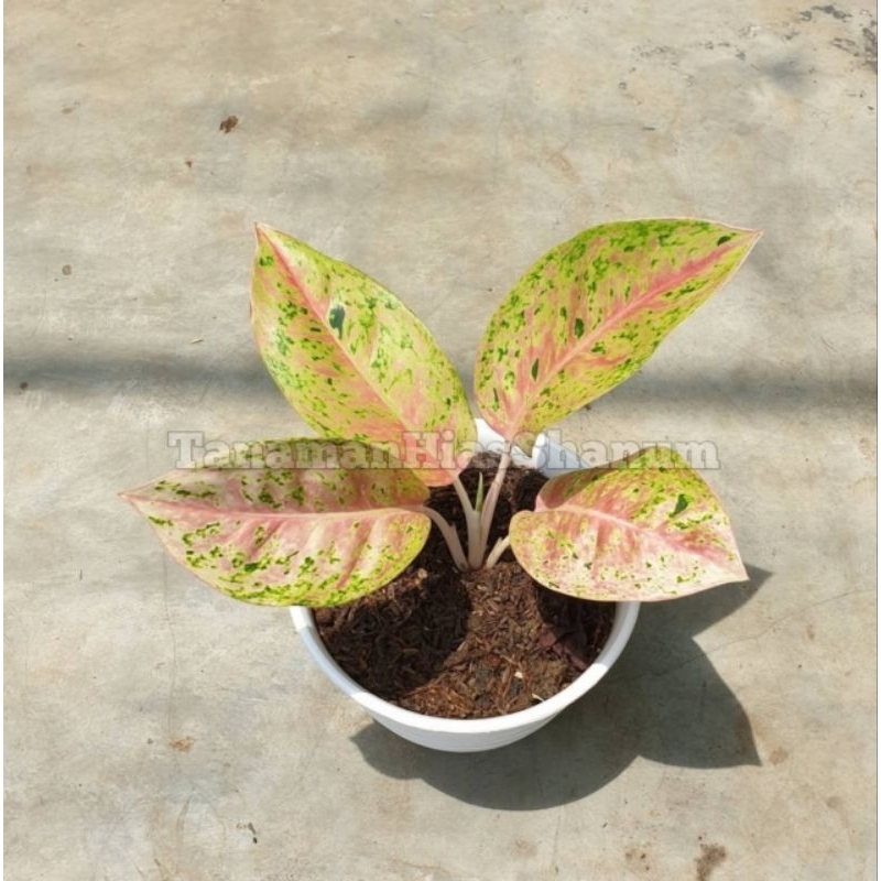 tanaman hias aglaonema big Roy - aglonema big Roy - aglaonema big Roy - tanaman aglonema