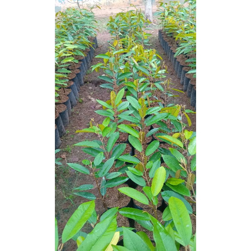 

bibit durian musangking hasil okulasi ukrn 45